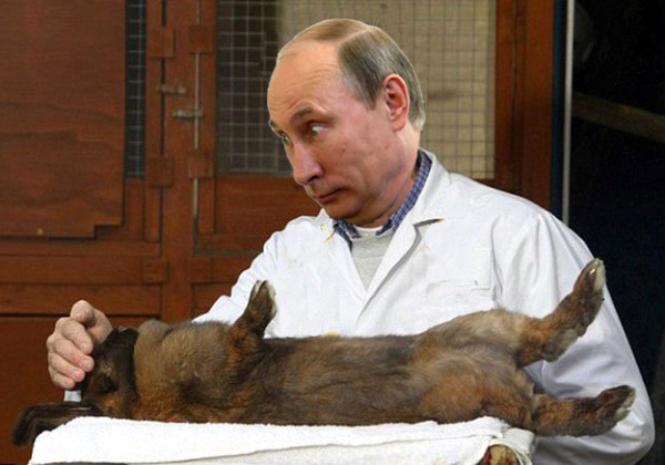 Putin kaninchen