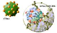 .-2: CD8+    -    HIV  